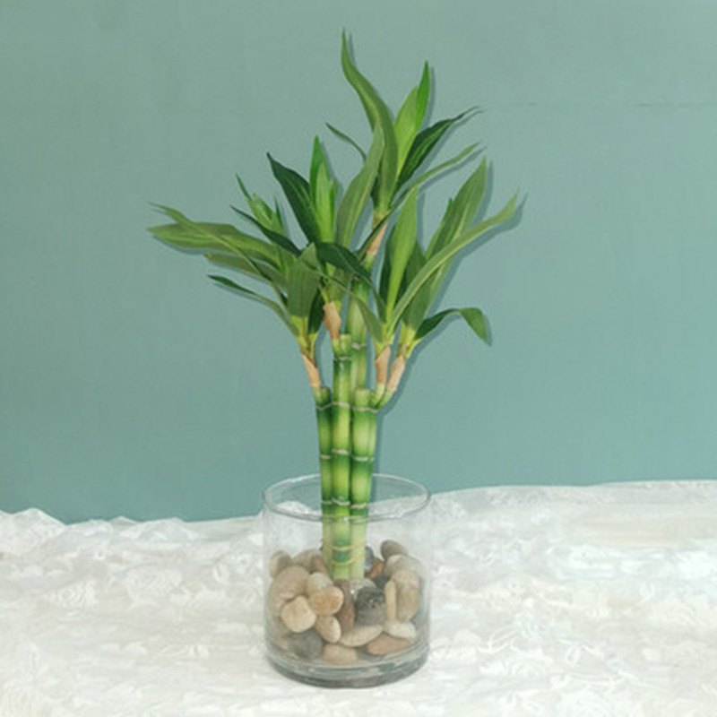 Aquarium Fish To Buy - Baru 40Cm RFtificial Bambu Beruntung Tanaman