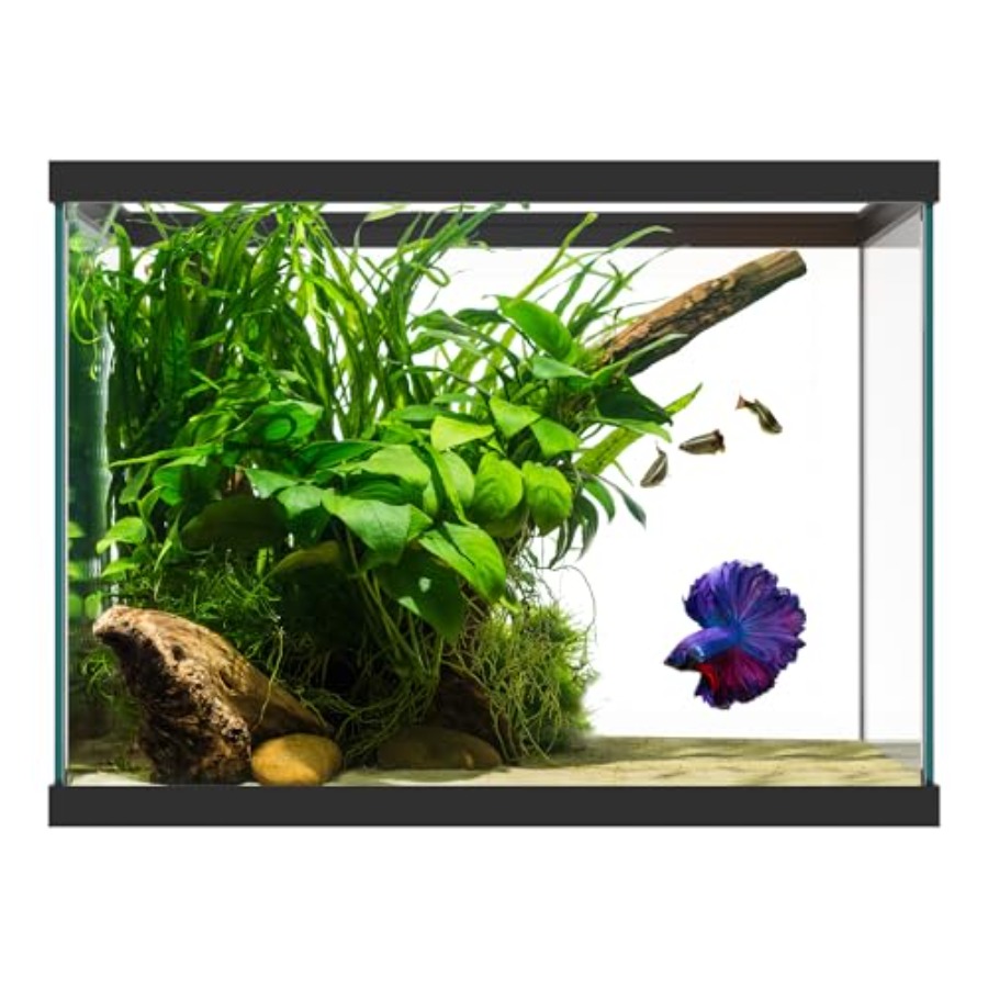 Aquarium Fish Big - Akuarium Kaca 20 Galon - 24