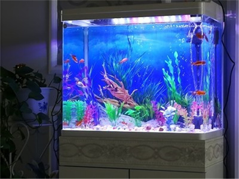 Fish In Aquarium Picture - Poster Latar Belakang Akuarium Dua Sisi