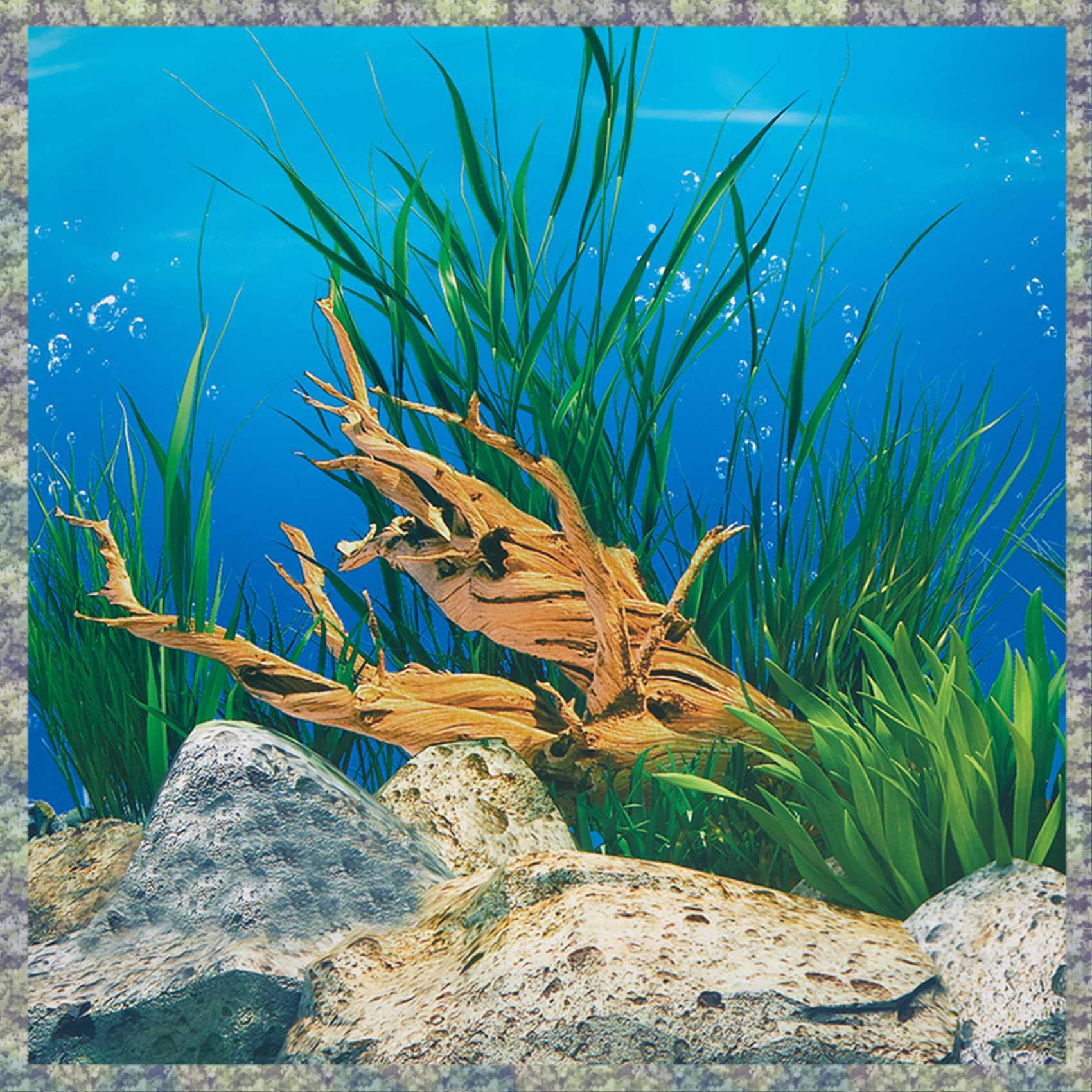 Fish In Aquarium Picture - WON Kertas Latar Belakang Akuarium Gambar