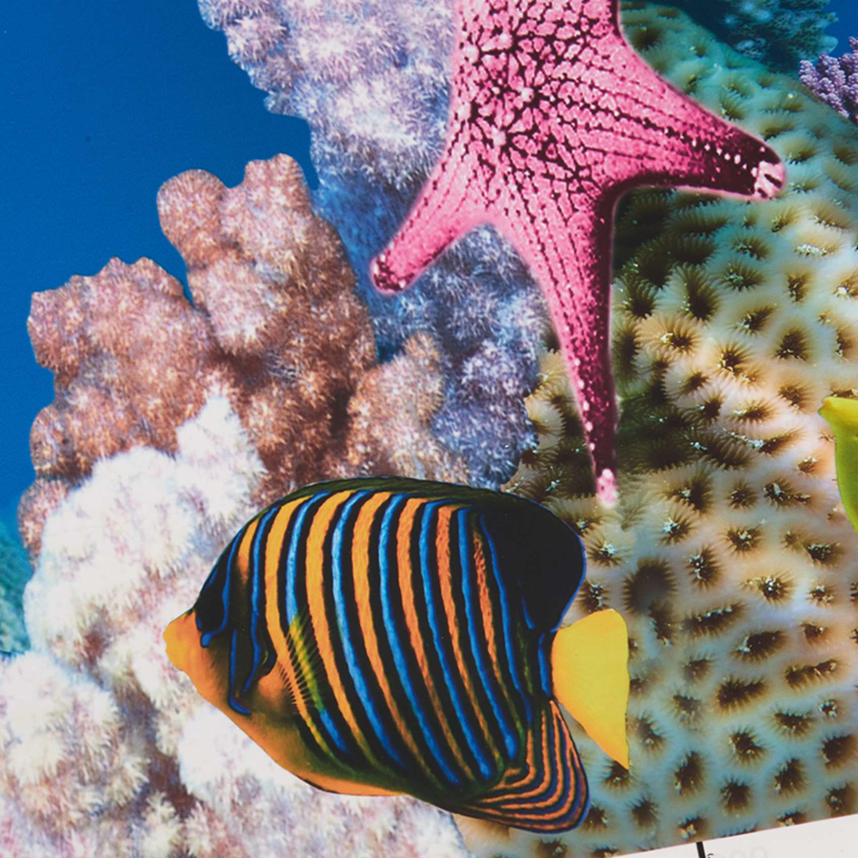 ABWR-Kertas Latar Belakang Aku - Fish In Aquarium Picture ulasan dan harga