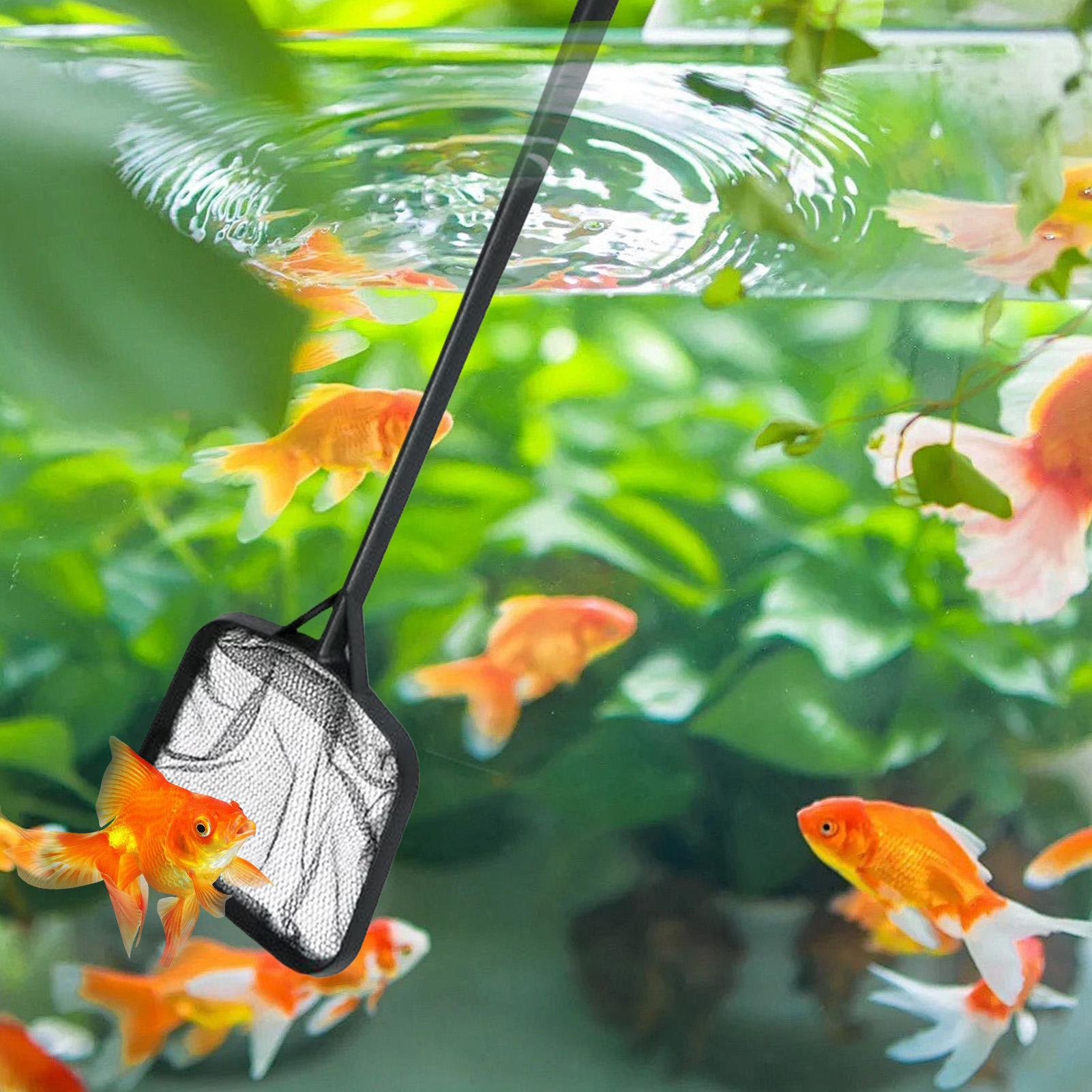 Jaring Kolam Renang untuk Memb - Aquarium Fish To Buy ulasan dan harga