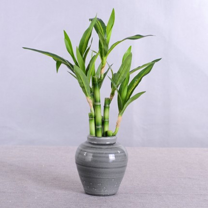 Baru 40Cm RFtificial Bambu Ber - Aquarium Fish To Buy ulasan dan harga