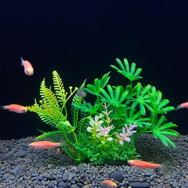 Tanaman Dekorasi Akuarium Buat - Aquarium Fish Sale ulasan dan harga