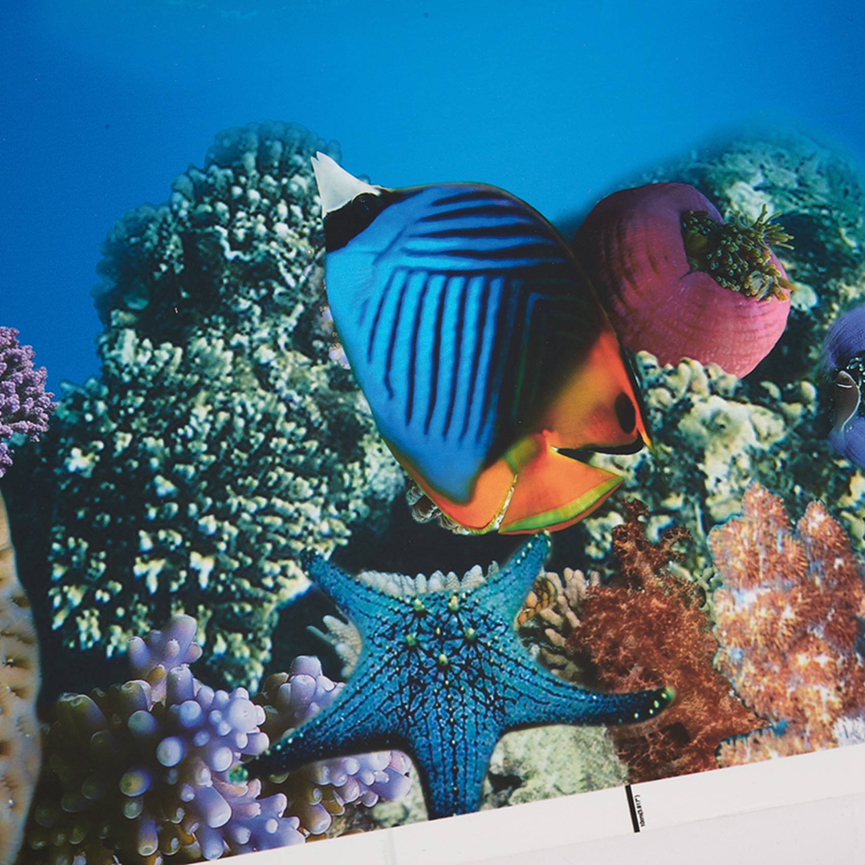 A77I Kertas Latar Belakang Aku - Fish In Aquarium Picture ulasan dan harga