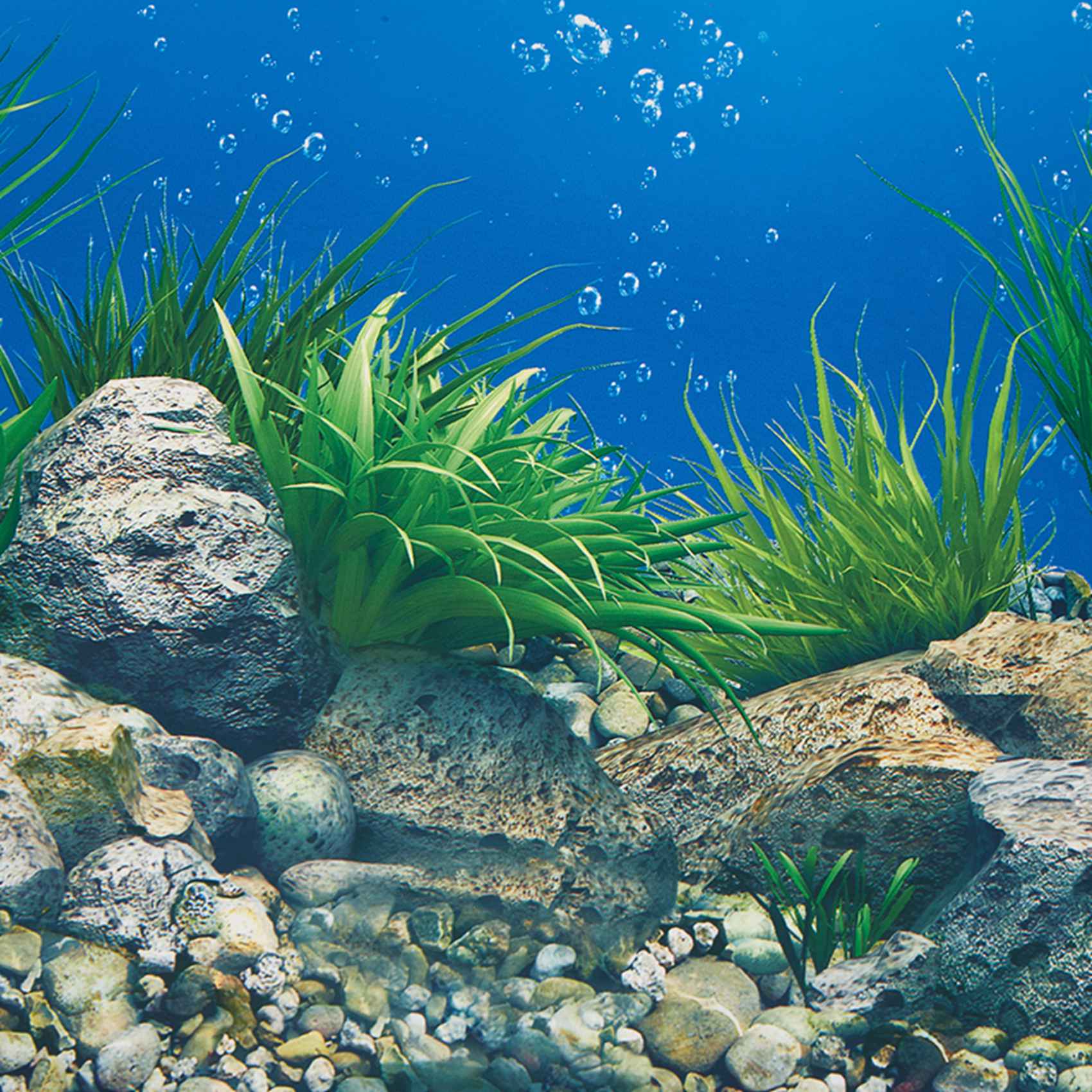 A77I Kertas Latar Belakang Aku - Fish In Aquarium Picture ulasan dan harga