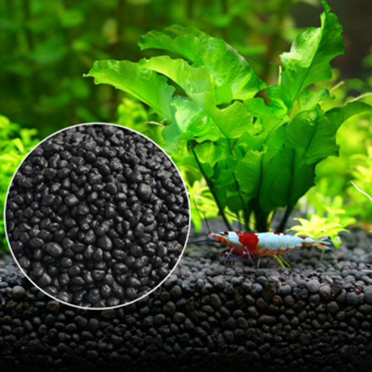 Bibit Tanaman Akuarium Tanah T - Aquarium Fish To Buy ulasan dan harga