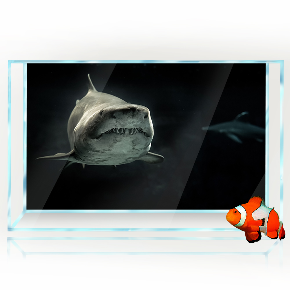 Latar Belakang Akuarium 3D Hiu - Aquarium Fish Wallpaper Hd ulasan dan harga